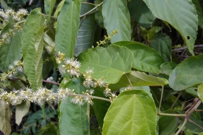 Tác dụng khó tin của loài cây mọc hoang ở Việt Nam, Trung Quốc