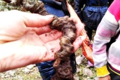 Cần bảo vệ nguồn sâm rừng quý hiếm trên đỉnh Phja Oắc, Nguyên Bình, Cao Bằng