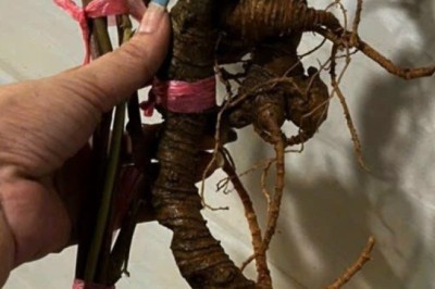 Nhà khoa học tìm thấy thêm 2 loài Sâm Quý Hiếm ngoài thiên nhiên tại Tuyên Quang và Hà Giang