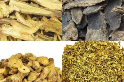 Những dược liệu quý, vị thuốc quý có khả năng thay thế sừng tê giác