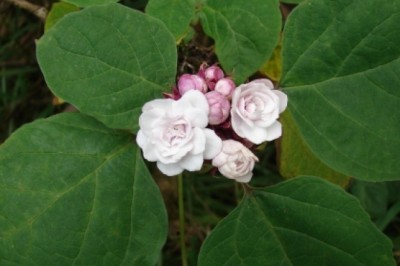 Cây Dược liệu Bạch đồng nữ, cây Mò trắng, Vậy trắng, Lẹo trắng có khả năng kháng viêm, chống oxy hóa, bảo vệ gan