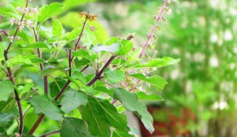 Loại cây được ví là ‘nữ hoàng thảo mộc’, lấy pha trà nhận cả loạt lợi ích: Rất quen với người Việt
