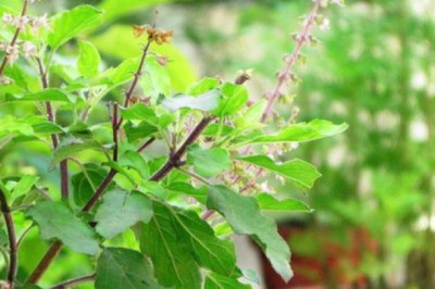 Loại cây được ví là ‘nữ hoàng thảo mộc’, lấy pha trà nhận cả loạt lợi ích: Rất quen với người Việt