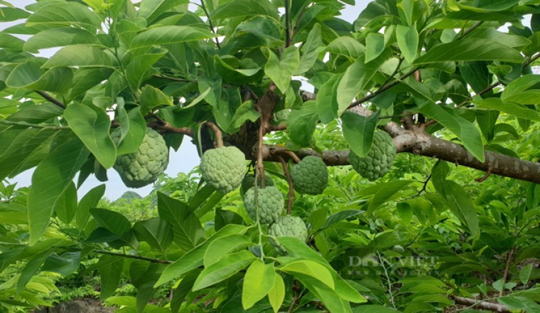 Cây na vị thuốc quý chữa nhiều bệnh khi ăn quả na tại sao phải cẩn trọng với hạt na?