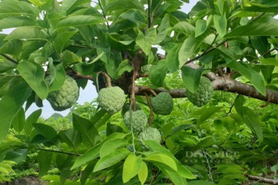 Cây na vị thuốc quý chữa nhiều bệnh khi ăn quả na tại sao phải cẩn trọng với hạt na?