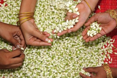 Loại hoa được cả thế giới săn tìm: 700kg hoa tươi được 1kg tinh dầu, thu về trăm triệu đồng