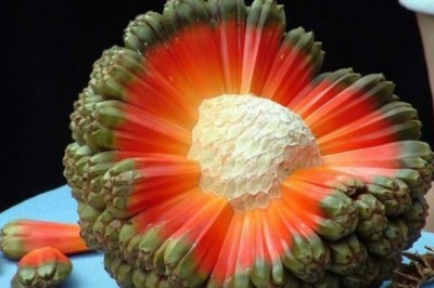 Loại quả dại mọc đầy Việt Nam, là vị thuốc quý ngàn năm của nhiều nước trên thế giới