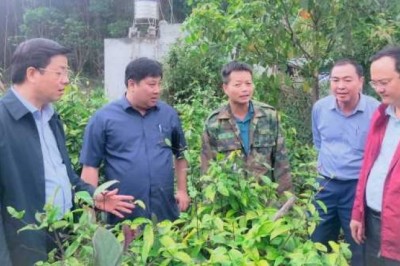 Cần những nghiên cứu bài bản về cây dược liệu