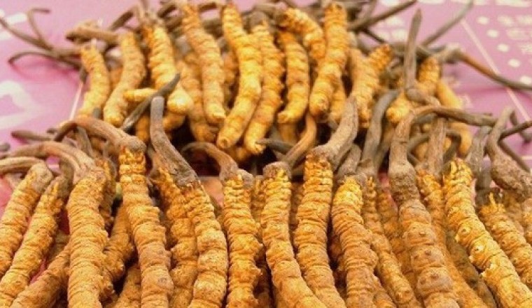 Nấm đông trùng hạ thảo bán giá rẻ có tác dụng chữa bệnh không?