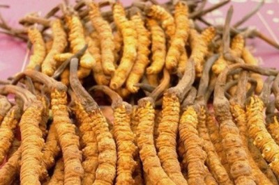 Nấm đông trùng hạ thảo bán giá rẻ có tác dụng chữa bệnh không?