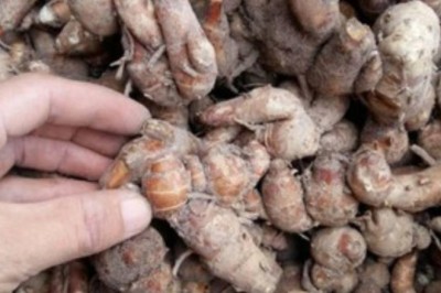 Nghiên cứu đột phá từ Nhật: Loại củ cực phổ biến ở Việt Nam có tác dụng ngăn ngừa ung thư