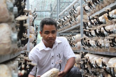 Nuôi trồng thành công nấm dược liệu quế linh chi quý hiếm ở Vườn Quốc gia Phước Bình