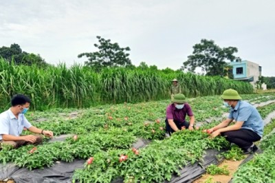 Bước ngoặt của y học cổ truyền Việt Nam