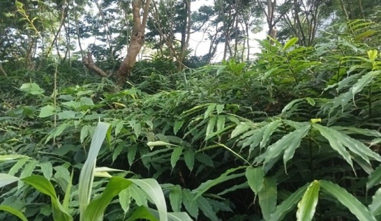 Sa nhân tím, loại dược liệu quý giúp bà con vùng cao thoát nghèo