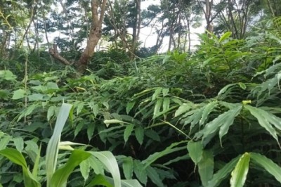 Sa nhân tím, loại dược liệu quý giúp bà con vùng cao thoát nghèo