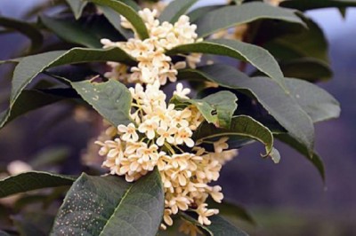 Trồng loại cây hoa tuôn như suối, thơm nức mũi, thu tiền tỷ mỗi năm