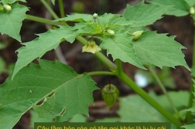 3 loại lá cây hạ đường huyết cực tốt, lợi cho đường tiêu hóa là cây thuốc trong vườn nhà