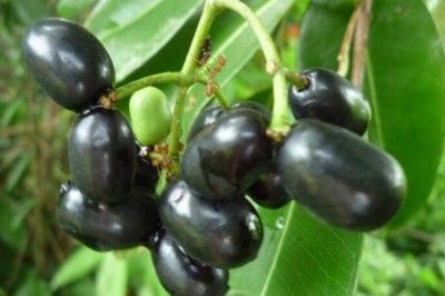 Tác dụng của Quả trâm hay còn gọi trâm mốc, trâm vối,vối rừng vốn