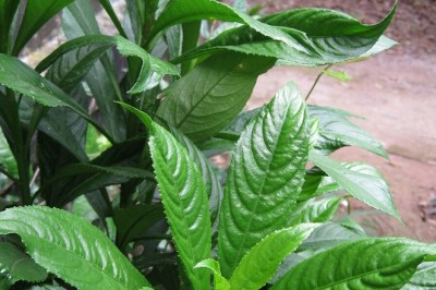 Cây Xương sông, xang sông, hoạt lộc thảo, rau húng ăn gỏi (Blumea lanceolaria) tác dụng chữa bệnh