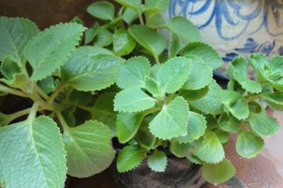 Tác dụng của cây Húng Chanh, Húng chanh, Rau tần dày lá, Rau thơm lông - Plectranthus amboinicus (Lour.) Spreng (Coleus amboinicus Lour.)