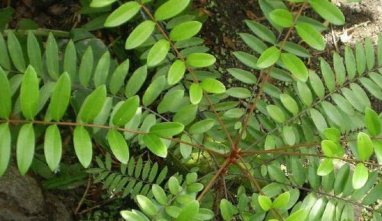 Những tác dụng chính của cây dược liệu, cây thuốc quý MẬT NHÂM (Eurycoma longifolia)