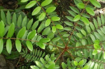 Những tác dụng chính của cây dược liệu, cây thuốc quý MẬT NHÂM (Eurycoma longifolia)