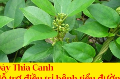 Dùng Dây Thìa Canh trị bệnh tiểu đường cần hết sức chú ý Cảnh báo tác dụng phụ