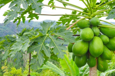 Nước sắc từ lá và hoa đu đủ đực có trị được bệnh ung thư?