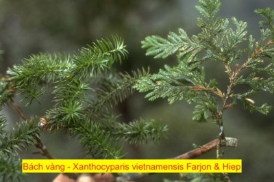 BÁCH VÀNG (Xanthocyparis vietnamensis Farjon & N. T. Hiep, 2002.)
