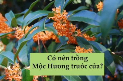 Cây mộc hương, cây quế hoa, có tên khoa học là Osmanthus Fragrans
