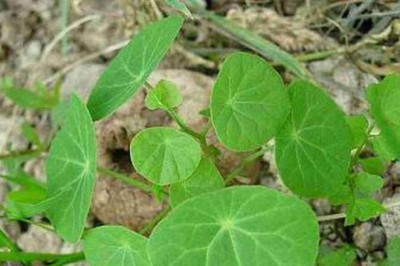 Bình vôi, củ một, củ mối trôn, ngải tượng, tử nhiên, cà tom có tên khoa học là Stephania Glabra (Roxb), họ tiết dê Minispermaceae.