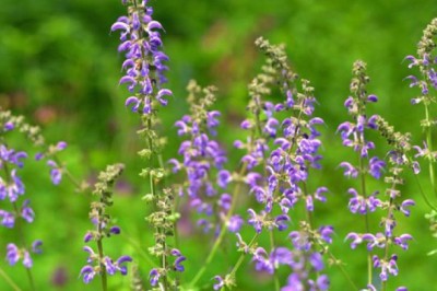 Cây đan sâm, huyết sâm, xích sâm, huyết căn có tác dụng gì?