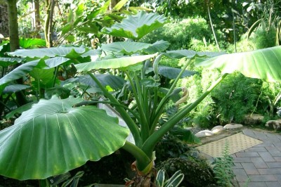 Cây rái, củ rái, Dọc mùng, Rái dại, ráy bắc bộ, ráy bạc hà, dã vu, ráy nằm, Môn bạc hà có tên khoa học Alocasia odora (Roxb.) C. Koch