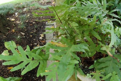 Tác dụng Cây dương xỉ, rau dớn, thái quyết (Phlebodium aureum, Polypodium lencotonos)