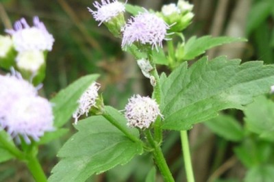 Tác dụng của Cây cứt lợn, Cỏ hôi, cây hoa cứt lợn, cây bù xít, thắng hồng kế, cỏ cứt heo, nhờ hất bồ, bù xích, cỏ thối địt, cây hoa ngũ sắc