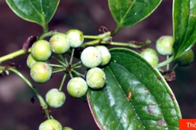 Cây thuốc vị thuốc chữa bệnh XƯƠNG KHỚP Cây Khúc khắc còn gọi là Thổ phục linh, củ kim cang. Tên khoa học Smilax glabra Roxb