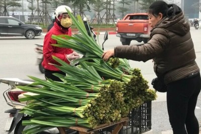 Tác dụng chữa bệnh của Dứa thơm hay còn gọi là lá dứa, lá nếp có tên khoa học Pandanus amaryllifolius Roxb. (P. odorus Ridl.)