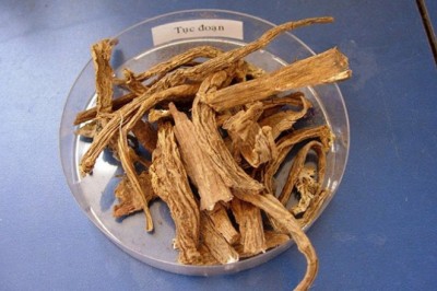 Vị thuốc Tục đoạn là cây thuốc vị thuốc chữa bệnh XƯƠNG KHỚP