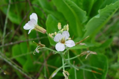 Tác dụng của Củ cải đen (Raphanus sativus var. niger)