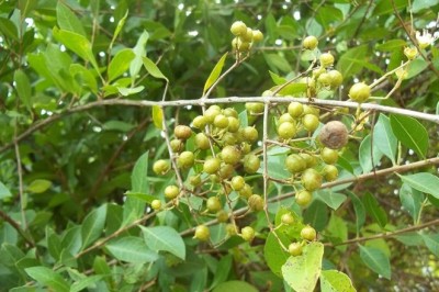 Tác dụng chữa bệnhh của Cây lá móng tay, cây henna, cây lá móng, móng tay nhuộm, tán mạt hoa, lựu mọi, chỉ giáp hoa, cây móng tay (Lawsonia inermis)