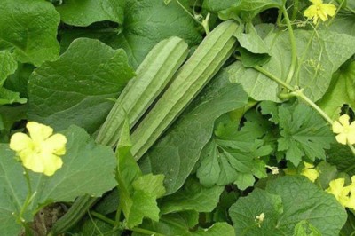 Tìm hiểu công dụng và tác dụng của cây Mướp Khía hay còn gọi Mướp Tàu (Luffa acutangula (L.) Roxb, Momordica acutangula L)