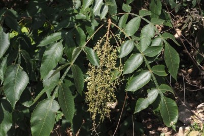 Loài cây thuốc mọc tự nhiên có ở Việt Nam trị axit uric cao cực tốt