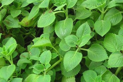 Cây thuốc nam: 10 lợi ích sức khỏe của CÂY HÚNG CHANH còn gọi rau thơm lông, rau tần, tần dày lá, rau thơm, dương tử tô