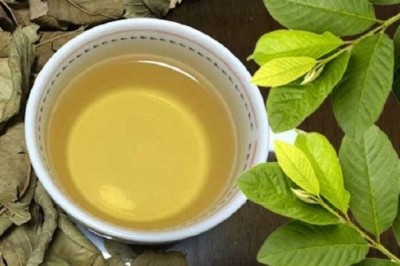 Cây thuốc nam chữa bệnh: Trà lá ổi có thể giúp kiểm soát lượng đường trong máu?