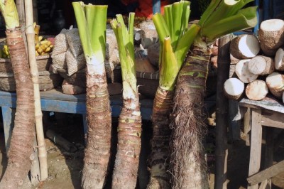 Cây ráy dại hay còn gọi là dã vu (Alocasia odora K. Koch) tìm hiểu tác dụng chữa bệnh