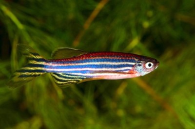 Nghiên cứu khoa học bệnh ung thư: Nhân giống cá ngựa vằn chìa khóa điều trị các căn bệnh ung thư ở người