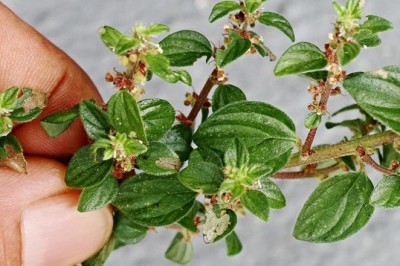 Thông tin chi tiết Cây thuốc dòi, Cỏ dòi, Bọ mắm, Đại kích biển, Cây dòi ho (Pouzolzia zeylanica) có công và tác dụng gì