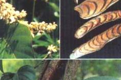 Kê huyết đằng chữa đau nhức