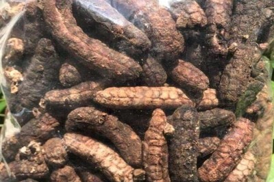 Tác dụng của RƯỢU ngâm quả CHUỐI HỘT