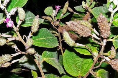 Cây thuốc nam: Cây an xoa trị các bệnh về gan